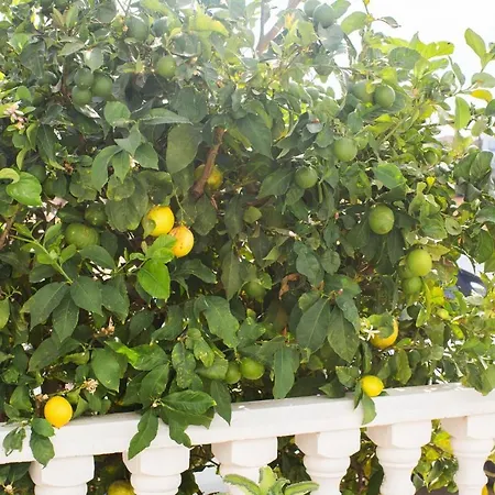 Lemon Tree Villa